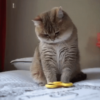 eac139eb5ee369550a28c739e74aa510.gif