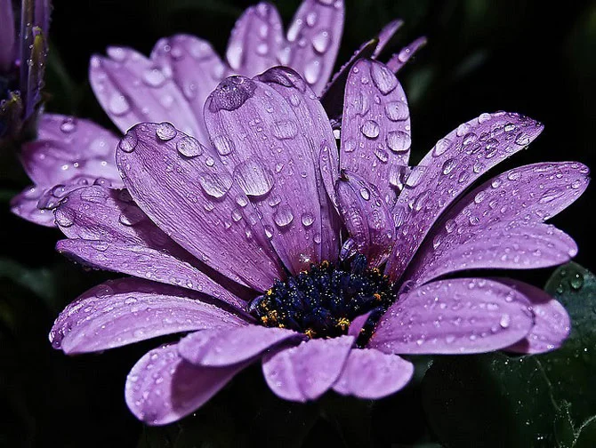 earth_laughs_in_flowers (2).webp