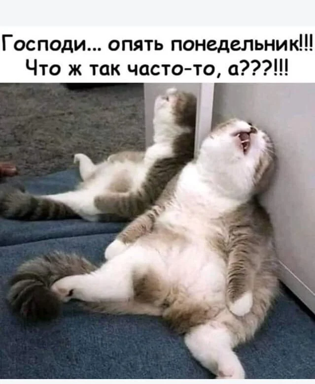 ECTaJpLXYAU169j.jpg large.webp