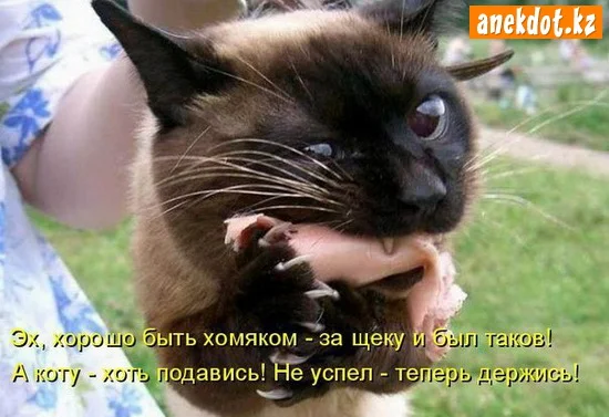 eh-horosho-byt-homyakom-za-scheku-i-byl-takov-a-kotu-hot-podavis-ne-uspel-teper-derzhis.webp