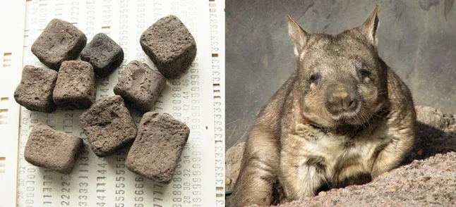 Экскременты-вомбатов.webp
