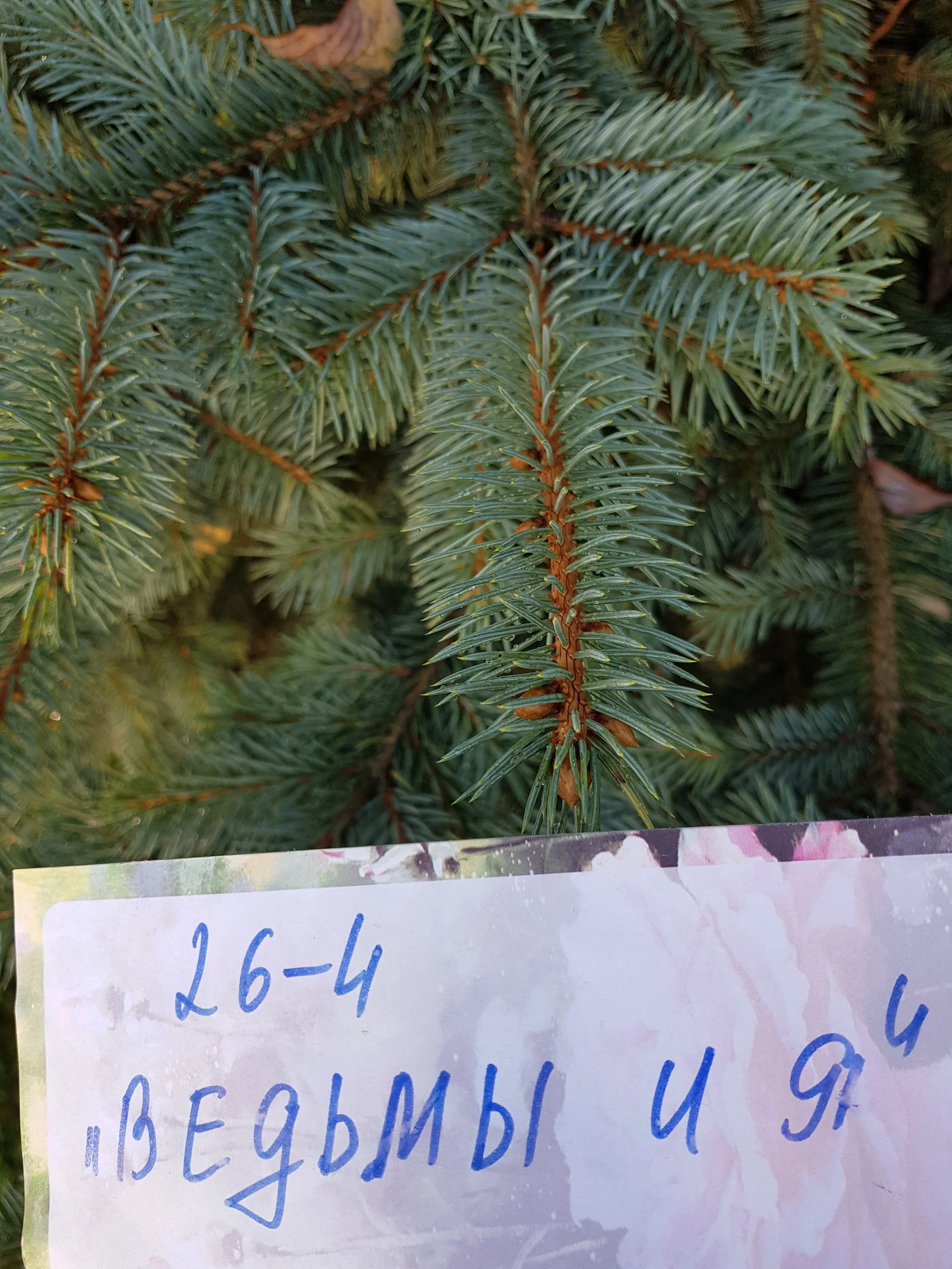 ель голубая.webp