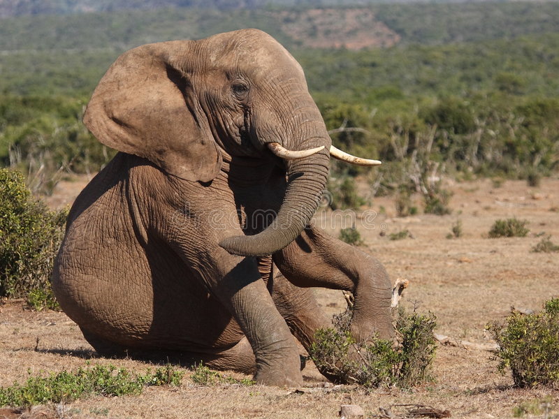 elephant-sitting-5759787.jpg