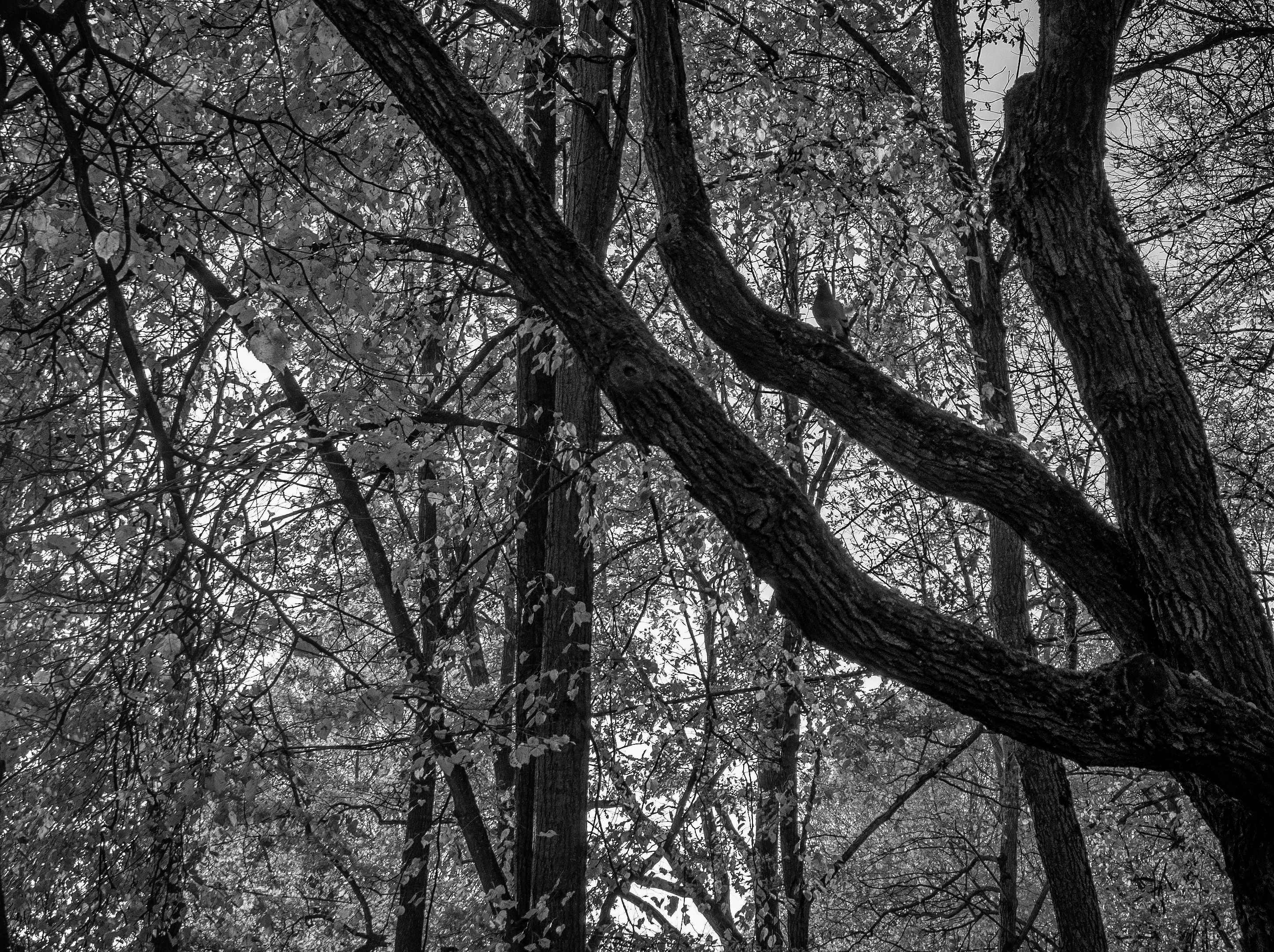 енайди птичку.webp