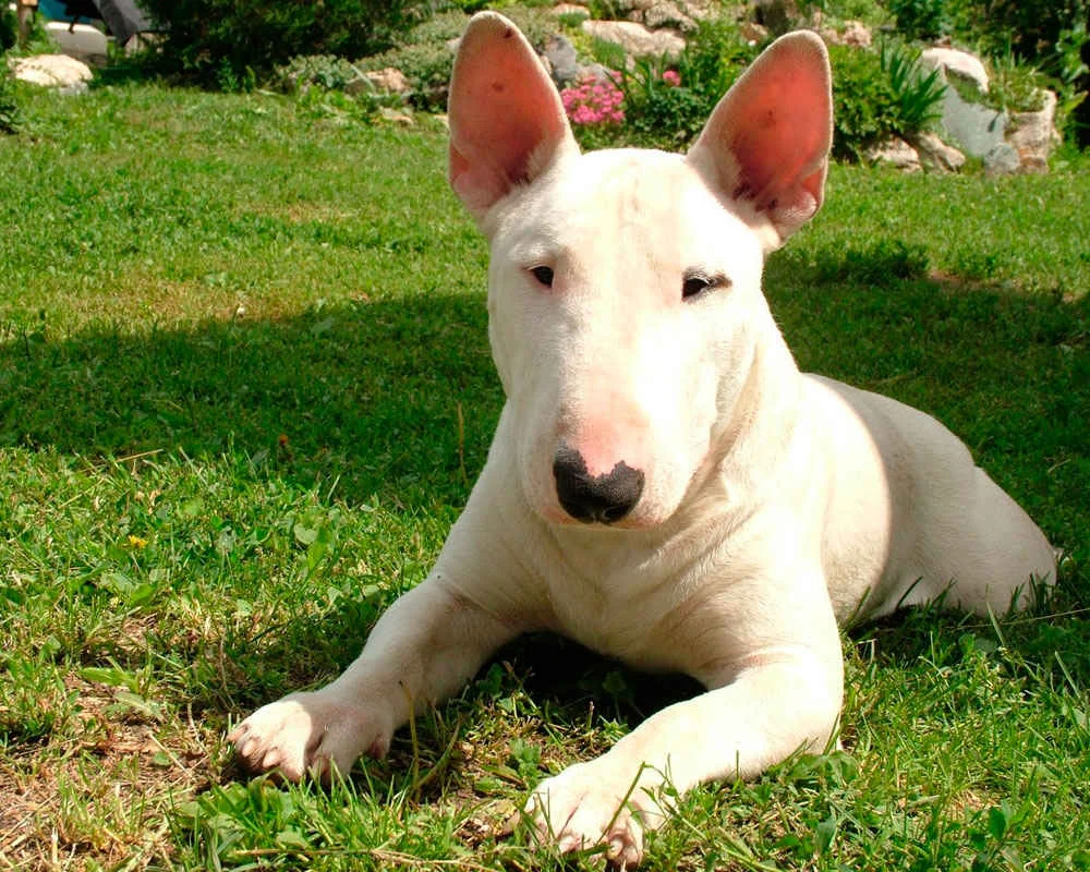 english-bull-terrier.webp