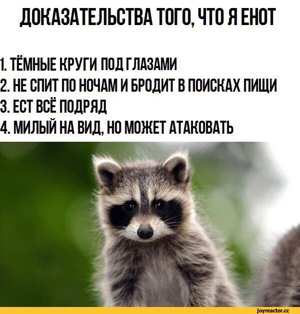 енот-доказательства-картинки-с-надписями-удалённое-3079446.webp