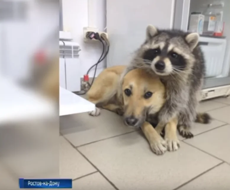 енот и собака.webp