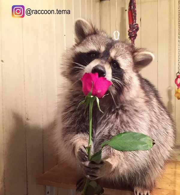 енот с розой.webp