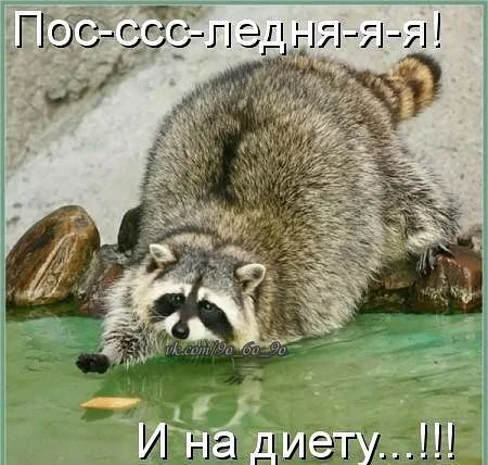 енот.webp