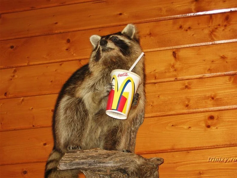 енотик -2.webp