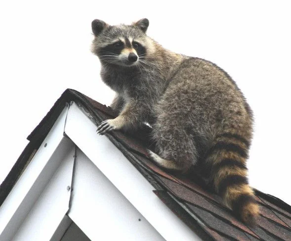 енотик на крыше.webp