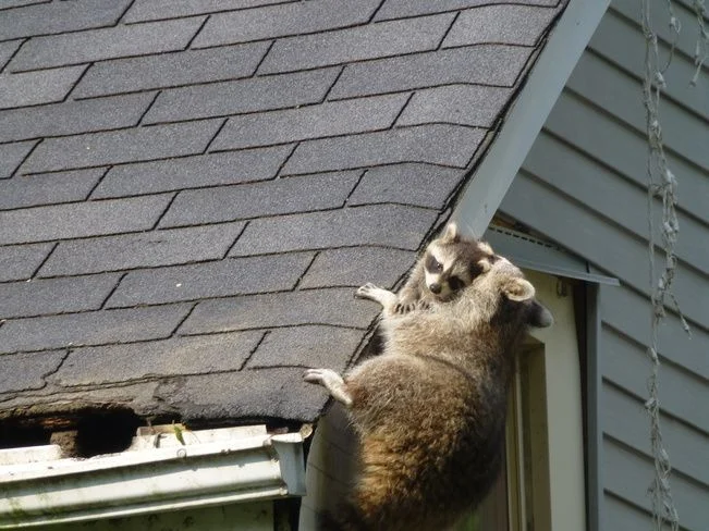 енотиха с малышом-2.webp