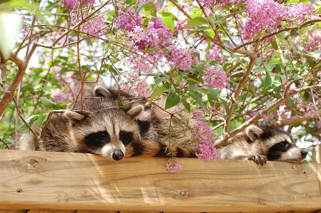 енотиха с малышом-22.webp