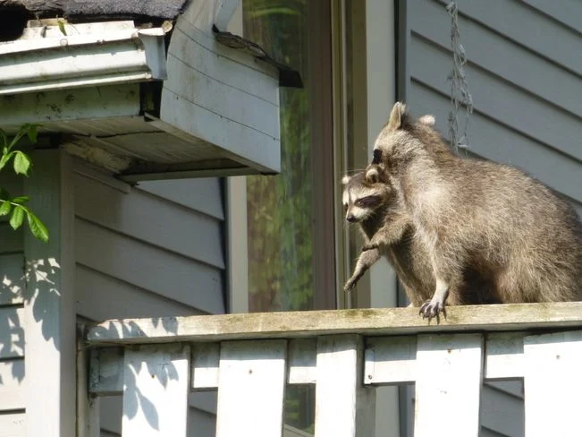 енотиха с малышом.webp