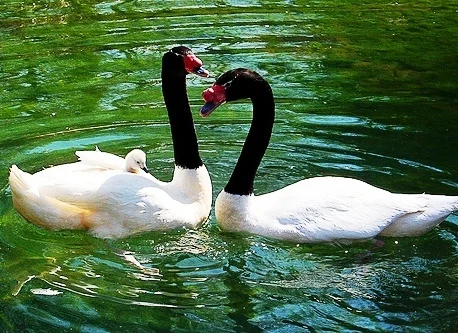 еще лебеди.webp