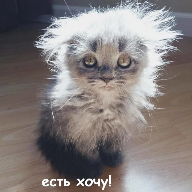 есть хочу.webp