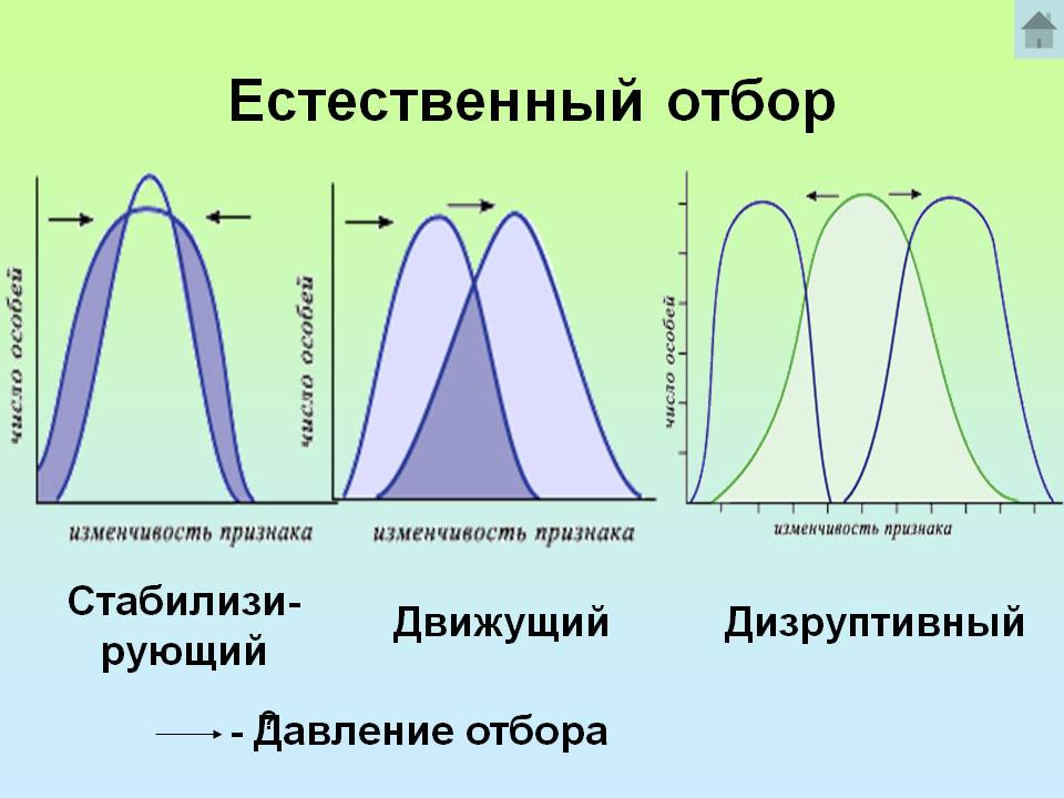 Estestvennyj-otbor.jpg