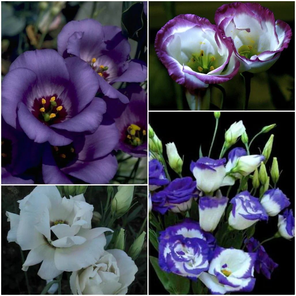 eustoma-svadebnyj-cvetok-1.webp