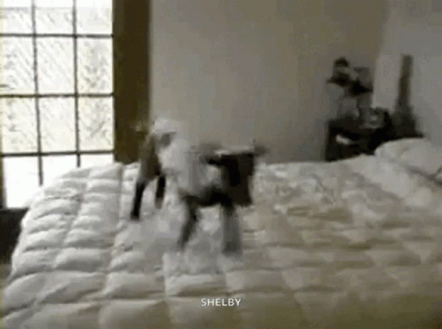 excited-jump (1).gif