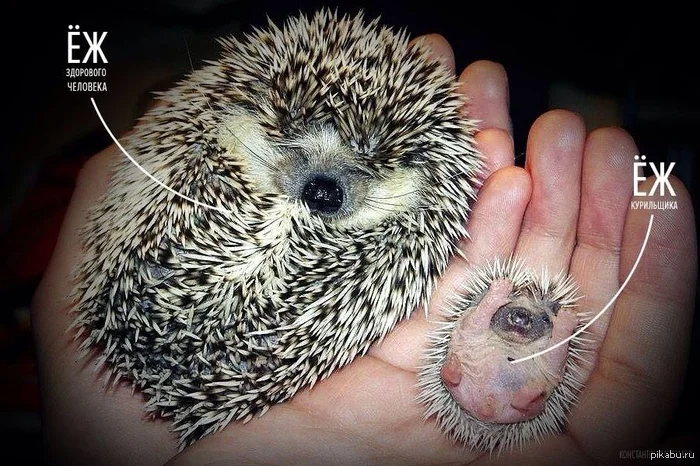 ёж курильщика.webp