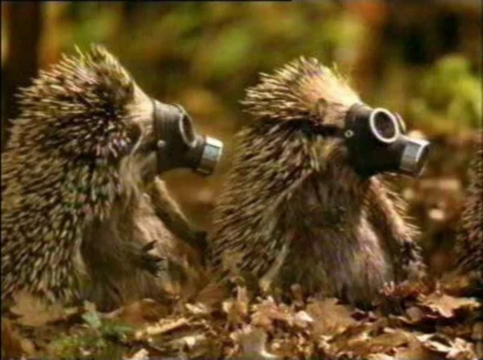 ёжи в противогазах.webp