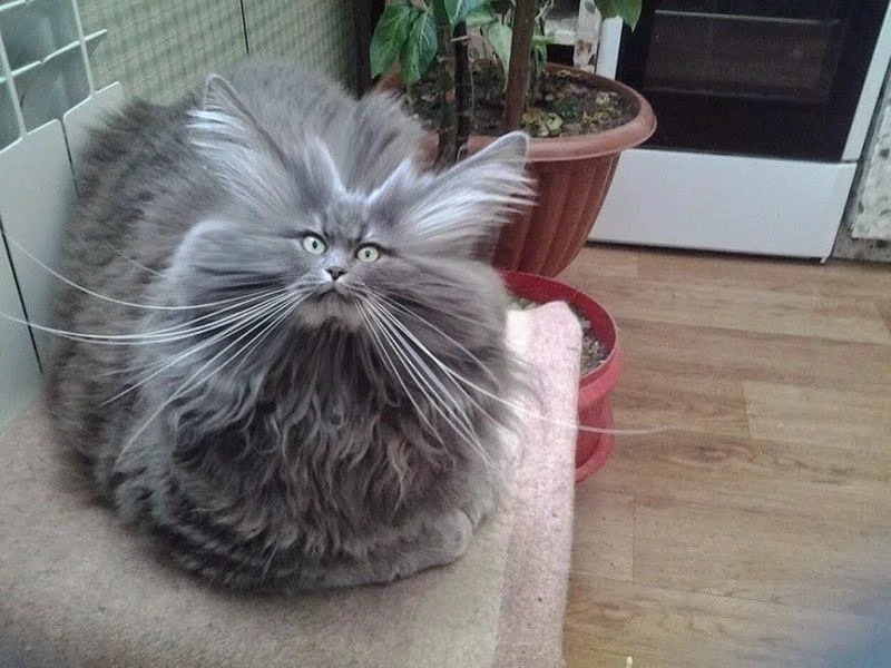 ежкин кот.webp