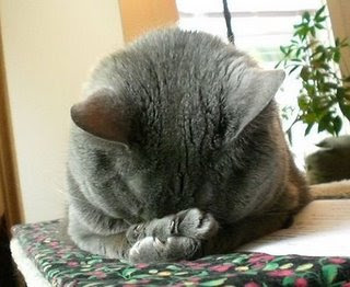 facepalm-cat.jpg