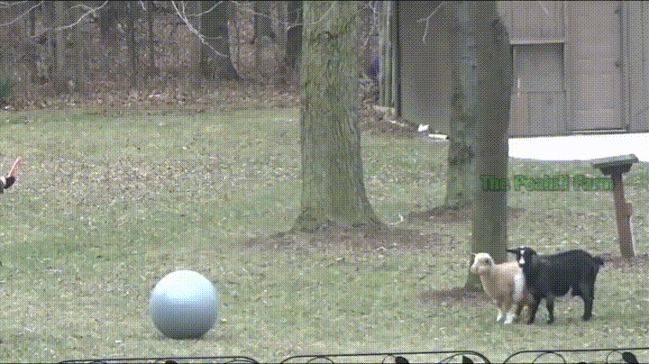fainting-goat-22[1].gif