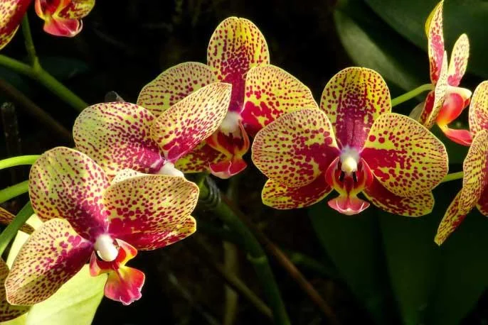 falenopsis-phalaenopsis-uhod.webp