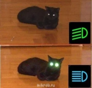 фары кот.webp