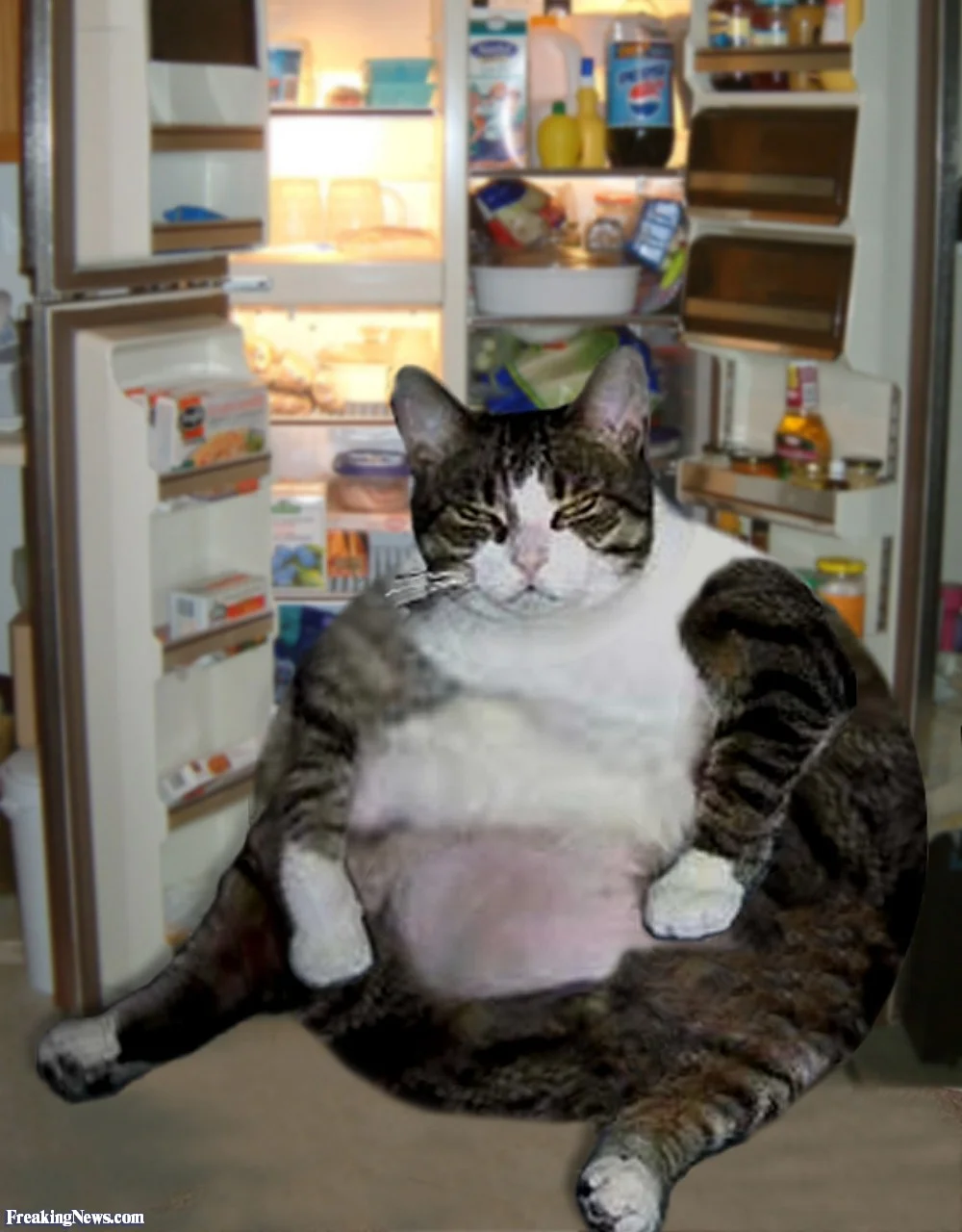 Fat-Cat-in-the-Fridge-19769.webp