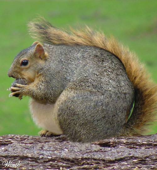 Fat-Squirrel.jpg