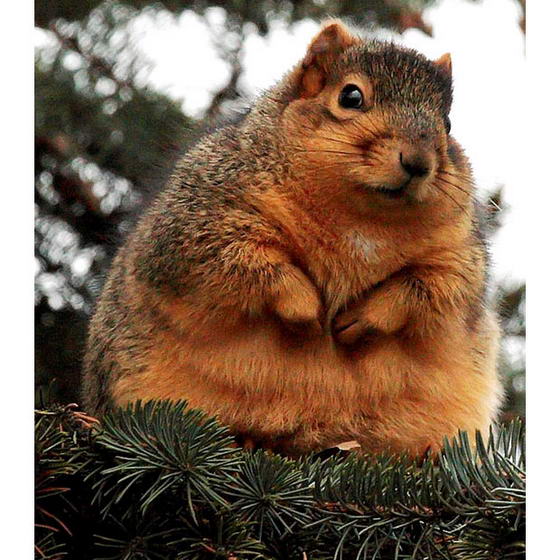 fat-squirrel_15.jpg