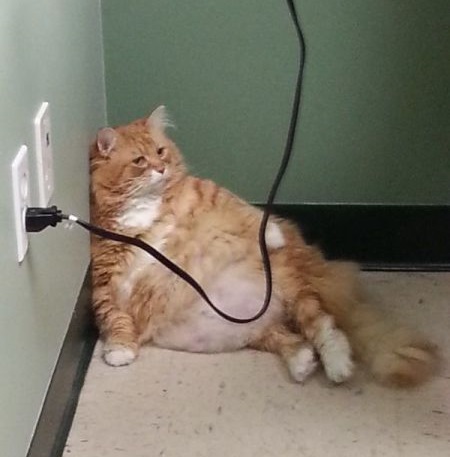 fat_cat_chillin__2187218209[1].jpg