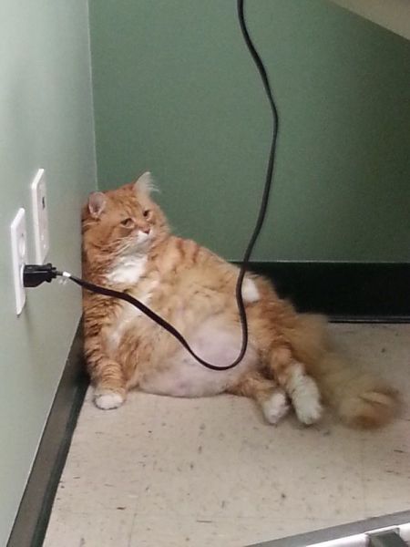 fat_cat_chillin__2187218209[1].jpg