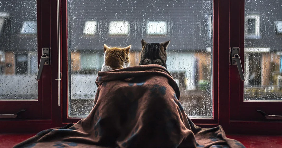 Felicity-Berkleef (1).webp