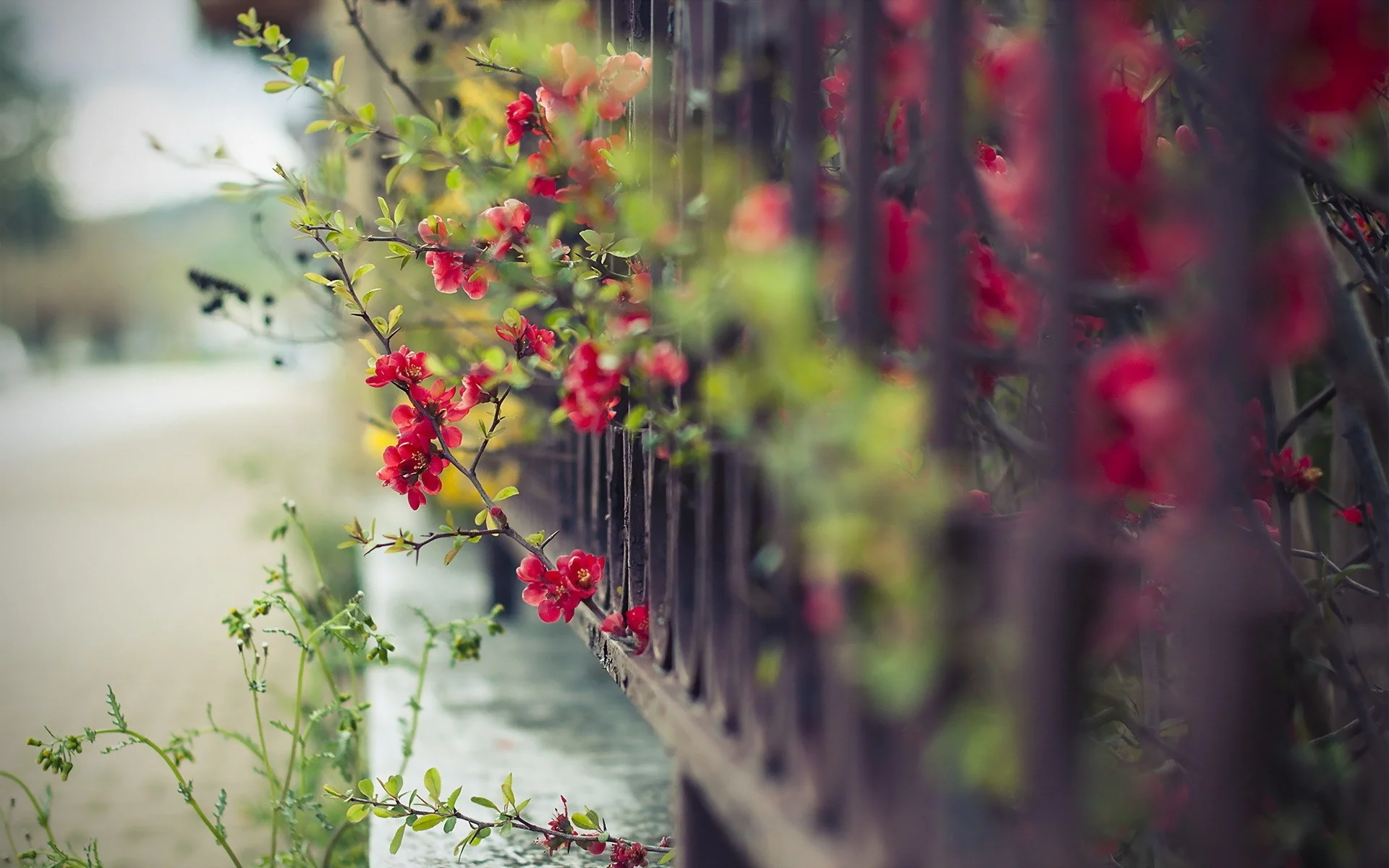 fence-flowers-bokeh-1920x1200.webp