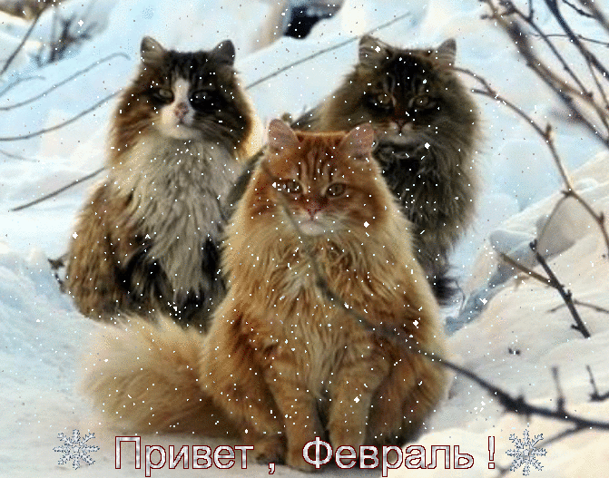 fevral_privet.gif