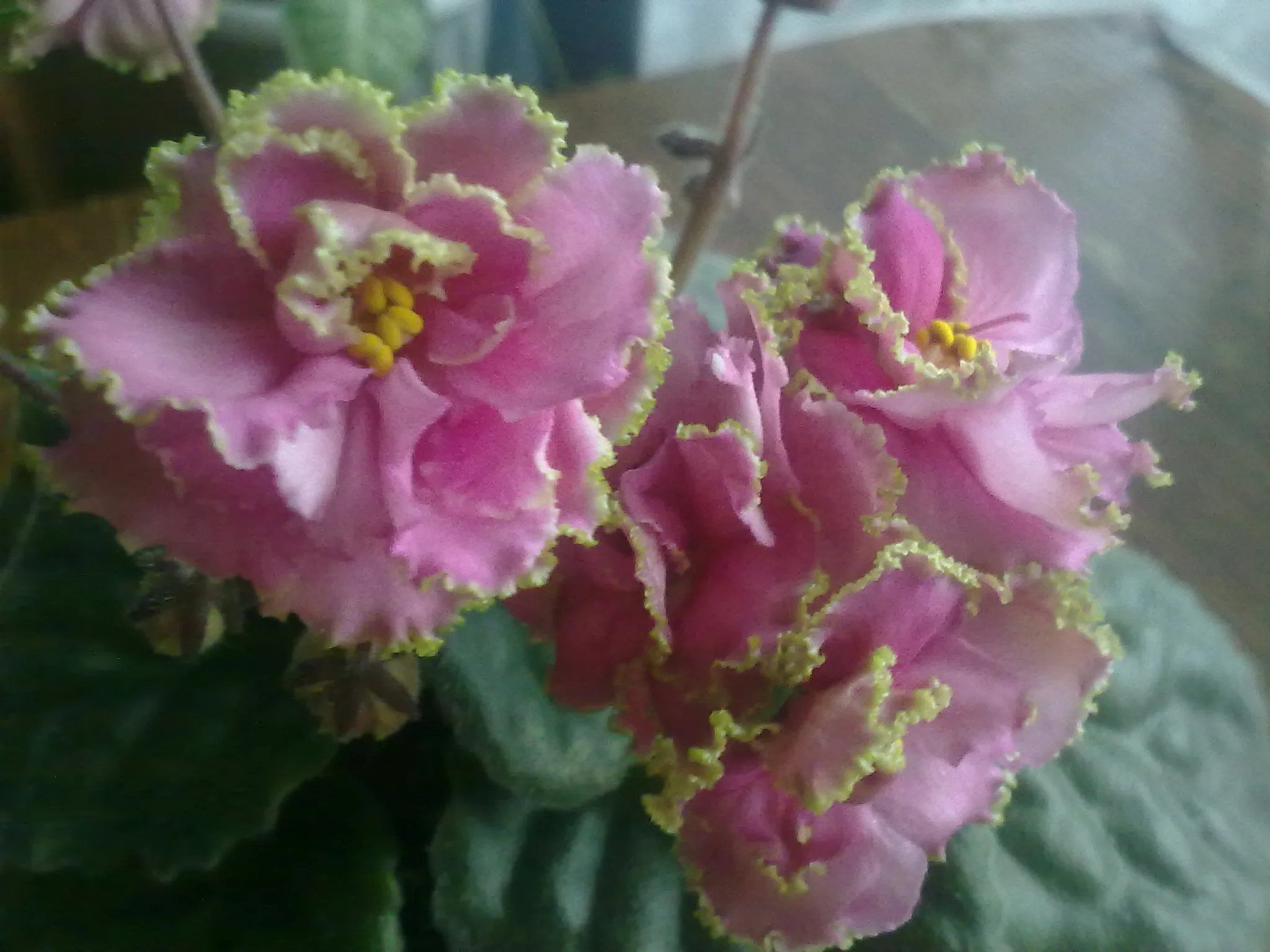 Фиалка цветет....webp