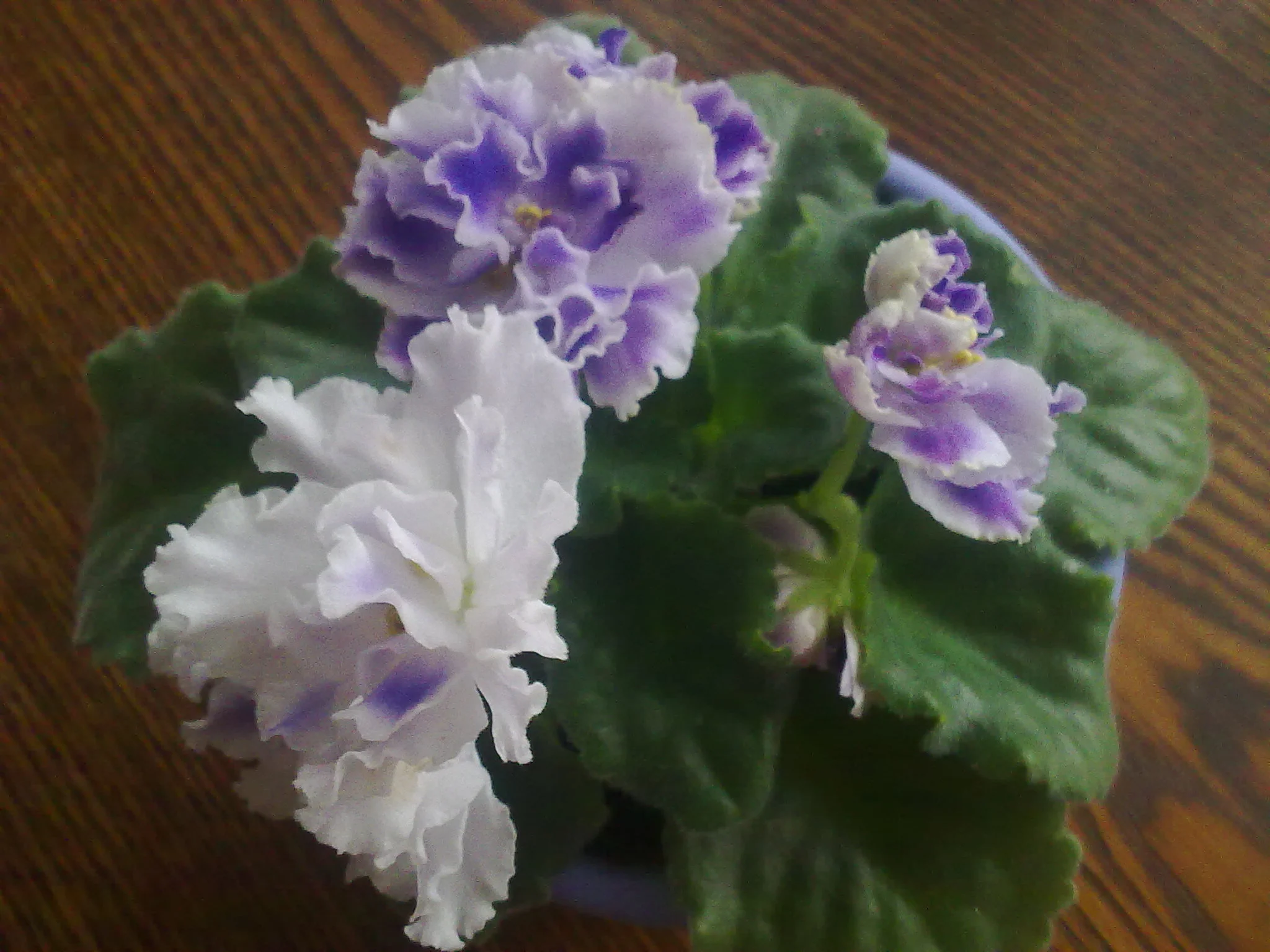 Фиалка цветет...webp