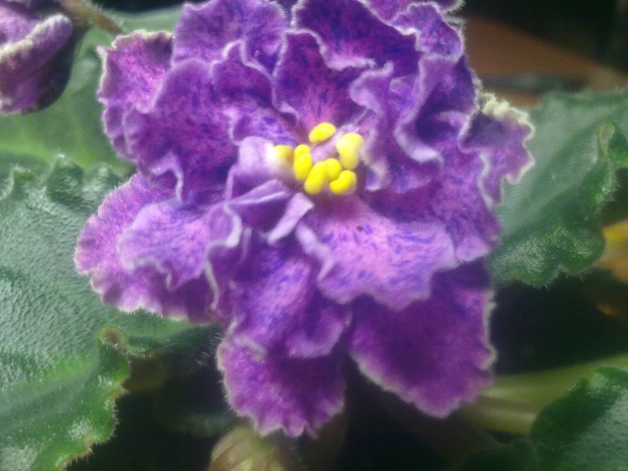 Фиалка цветет.....webp