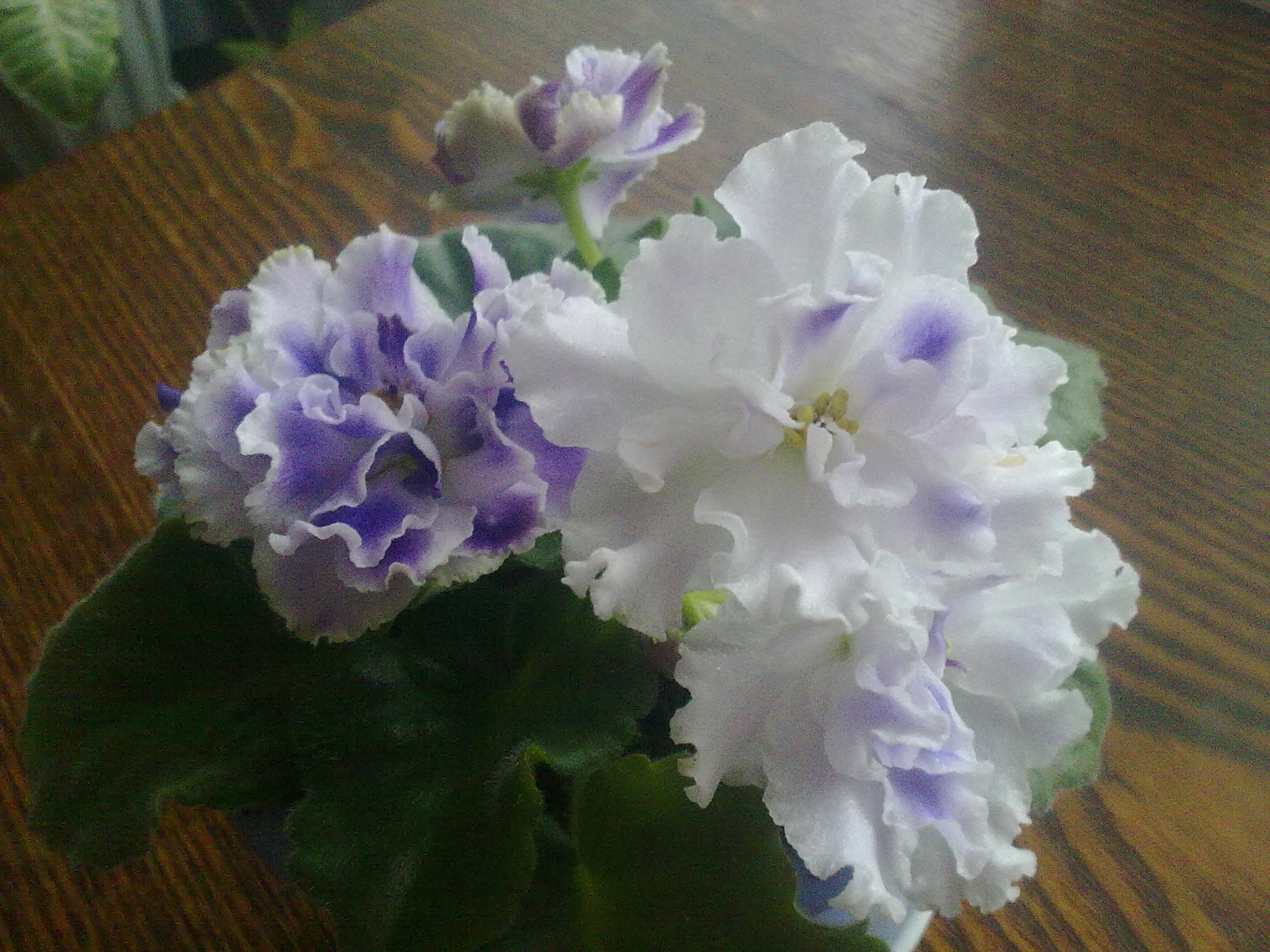 Фиалка цветет.webp