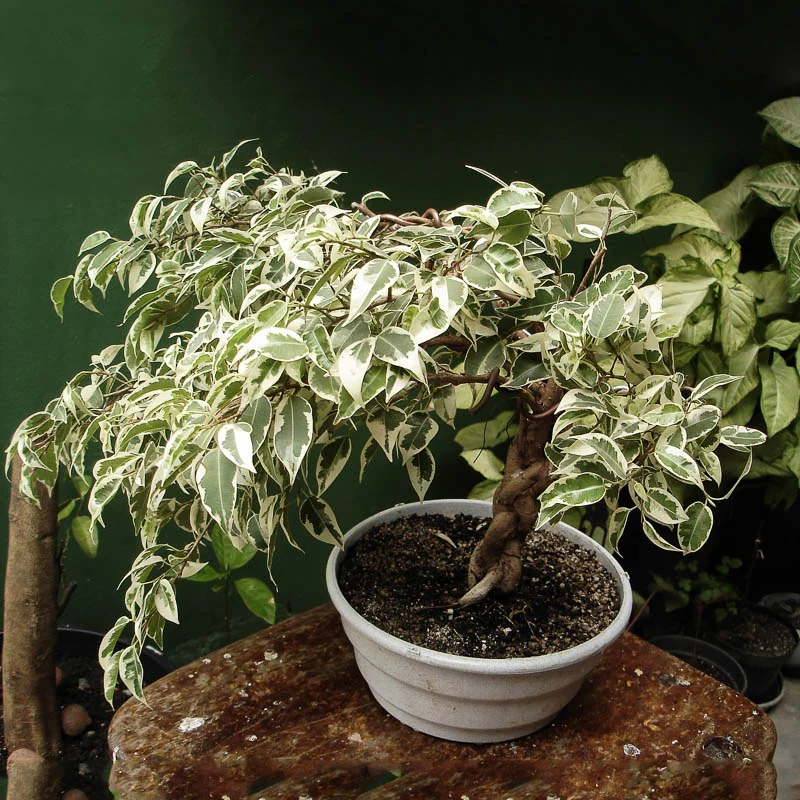 ficus-benjamina-01.webp