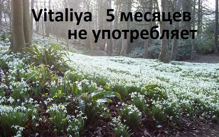 field-of-snowdrops.webp