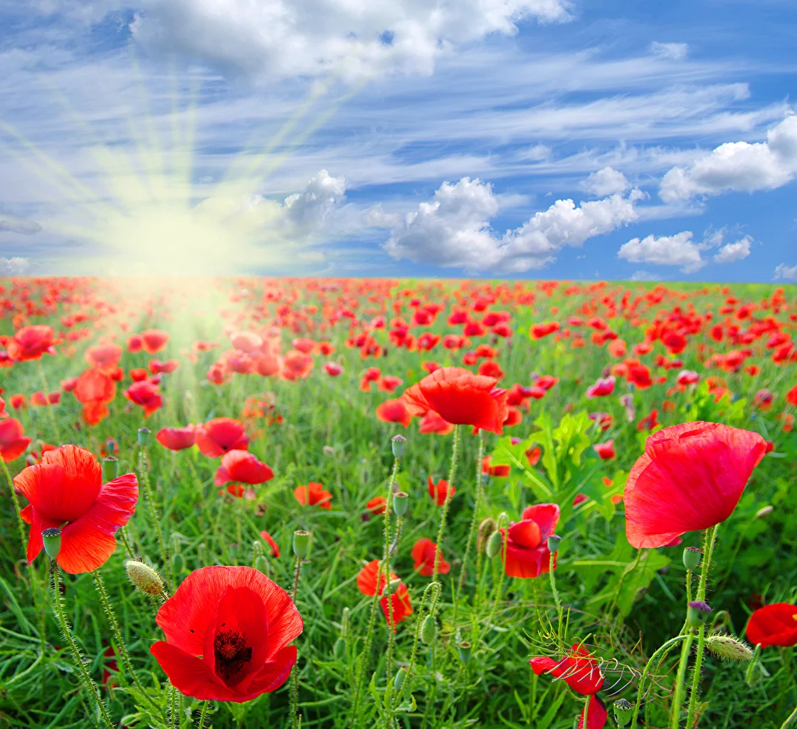 Fields_Poppies_Sky_507408.webp