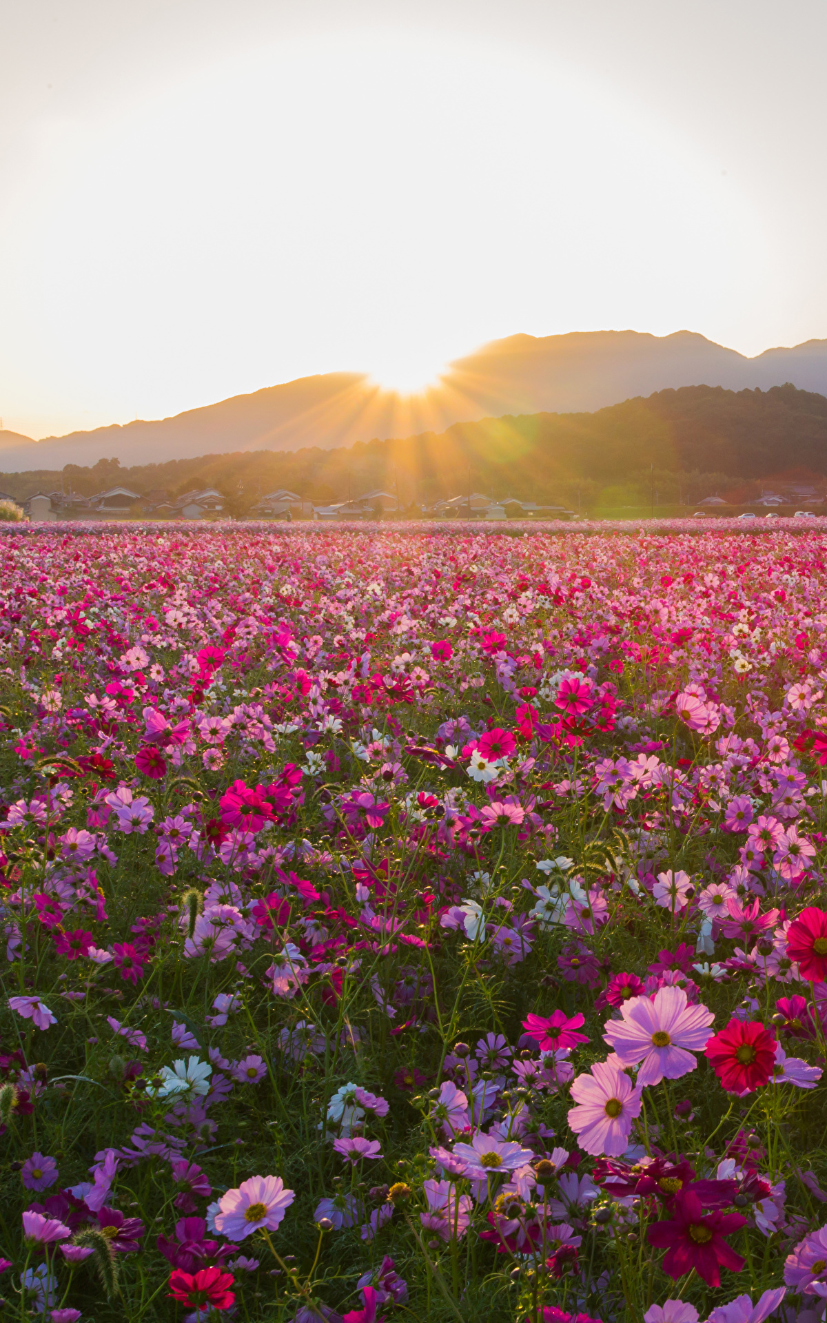 Fields_Sunrises_and_sunsets_Cosmos_plant_Many_535716_1200x1920.jpg