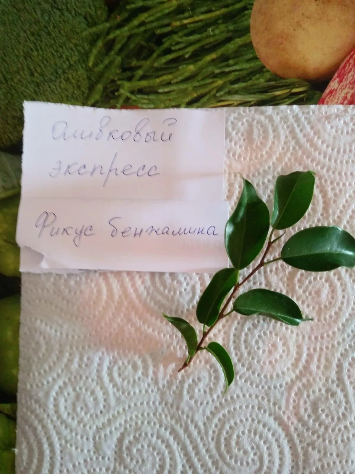 фикус бенждамина.webp