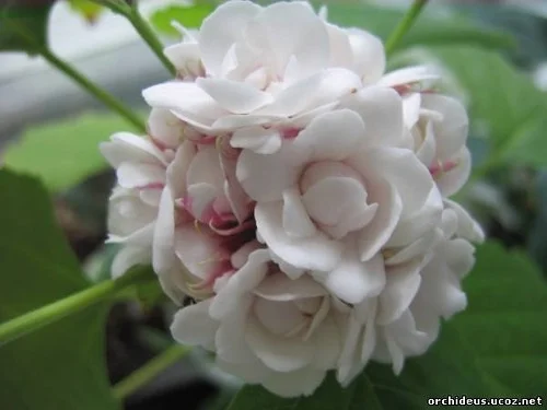 филипп пример.webp