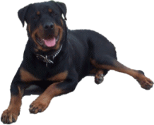 Filou Kopf drehen.gif