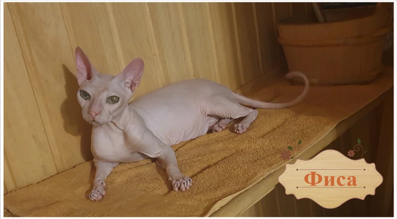 фиса2.webp